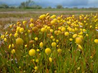 Cotula coronopifolia 31, Goudknopje, Saxifraga-Ed Stikvoort