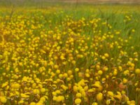 Cotula coronopifolia 32, Goudknopje, Saxifraga-Ed Stikvoort