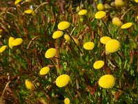Cotula coronopifolia 34, Goudknopje, Saxifraga-Ed Stikvoort