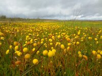 Cotula coronopifolia 35, Goudknopje, Saxifraga-Ed Stikvoort
