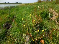 Cotula coronopifolia 41, Goudknopje, Saxifraga-Ed Stikvoort