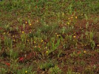 Cotula coronopifolia 42, Goudknopje, Saxifraga-Hans Boll