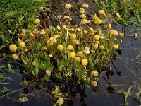 Cotula coronopifolia 47, Goudknopje, Saxifraga-Ed Stikvoort
