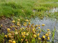 Cotula coronopifolia 49, Goudknopje, Saxifraga-Ed Stikvoort