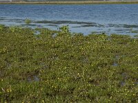 Cotula coronopifolia 5, Goudknopje, Saxifraga-Jan van der Straaten