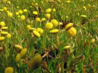 Cotula coronopifolia 51, Goudknopje, Saxifraga-Hans Grotenhuis
