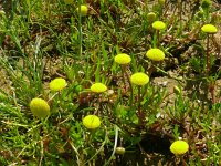 Cotula coronopifolia 52, Goudknopje, Saxifraga-Hans Grotenhuis