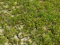 Cotula coronopifolia 53, Goudknopje, Saxifraga-Hans Grotenhuis