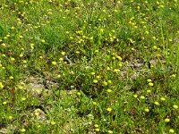 Cotula coronopifolia 54, Goudknopje, Saxifraga-Hans Grotenhuis