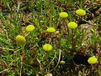 Cotula coronopifolia 58, Goudknopje, Saxifraga-Hans Grotenhuis