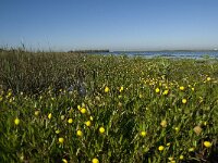 Cotula coronopifolia 7, Goudknopje, Saxifraga-Jan van der Straaten