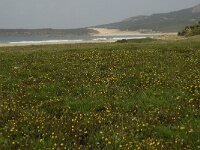 Cotula coronopifolia 9, Goudknopje, Saxifraga-Willem van Kruijsbergen