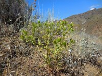 Cousinia daralaghezica 2, Saxifraga-Ed Stikvoort