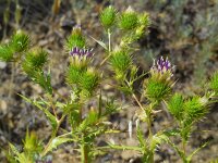 Cousinia daralaghezica 3, Saxifraga-Ed Stikvoort