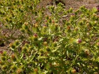 Cousinia daralaghezica 5, Saxifraga-Ed Stikvoort