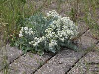 Crambe maritima 10, Zeekool, Saxifraga-Peter Meininger