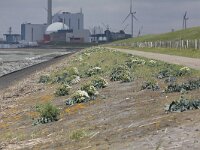 Crambe maritima 11, Zeekool, Saxifraga-Peter Meininger