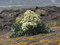 Crambe maritima 12, Zeekool, Saxifraga-Peter Meininger