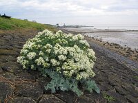 Crambe maritima 13, Zeekool, Saxifraga-Bart Vastenhouw