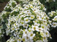 Crambe maritima 14, Zeekool, Saxifraga-Bart Vastenhouw