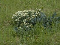 Crambe maritima 15, Zeekool, Saxifraga-Jan van der Straaten