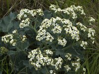 Crambe maritima 16, Zeekool, Saxifraga-Jan van der Straaten