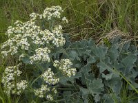 Crambe maritima 17, Zeekool, Saxifraga-Jan van der Straaten