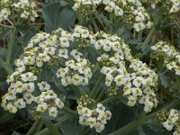 Crambe maritima 18, Zeekool, Saxifraga-Jan van der Straaten
