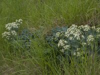 Crambe maritima 19, Zeekool, Saxifraga-Jan van der Straaten