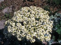 Crambe maritima 2, Zeekool, Saxifraga-Piet Zomerdijk