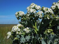 Crambe maritima 21, Zeekool, Saxifraga-Ed Stikvoort