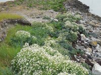 Crambe maritima 22, Zeekool, Saxifraga-Ed Stikvoort