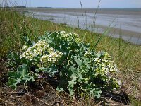 Crambe maritima 23, Zeekool, Saxifraga-Ed Stikvoort