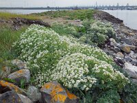 Crambe maritima 24, Zeekool, Saxifraga-Ed Stikvoort