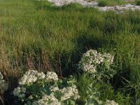 Crambe maritima 25, Zeekool, Saxifraga-Ed Stikvoort