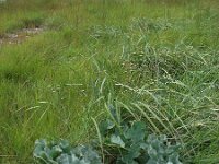 Crambe maritima 26, Zeekool, Saxifraga-Ed Stikvoort