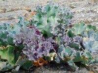 Crambe maritima 27, Zeekool, Saxifraga-Ed Stikvoort