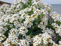 Crambe maritima 28, Zeekool, Saxifraga-Ed Stikvoort