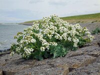Crambe maritima 29, Zeekool, Saxifraga-Ed Stikvoort