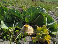 Crambe maritima 3, Zeekool, Saxifraga-Rutger Barendse