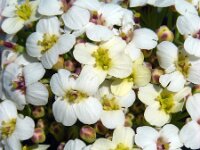 Crambe maritima 30, Zeekool, Saxifraga-Ed Stikvoort