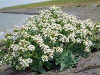 Crambe maritima 31, Zeekool, Saxifraga-Ed Stikvoort