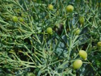 Crambe maritima 32, Zeekool, Saxifraga-Ed Stikvoort