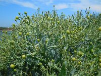 Crambe maritima 33, Zeekool, Saxifraga-Ed Stikvoort