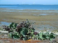 Crambe maritima 34, Zeekool, Saxifraga-Ed Stikvoort