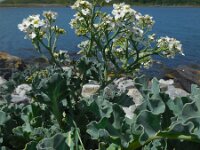 Crambe maritima 36, Zeekool, Saxifraga-Ed Stikvoort