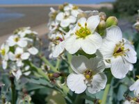 Crambe maritima 37, Zeekool, Saxifraga-Ed Stikvoort