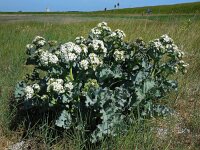 Crambe maritima 38, Zeekool, Saxifraga-Ed Stikvoort