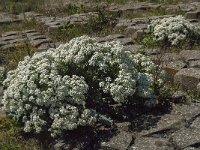 Crambe maritima 39, Zeekool, Saxifraga-Jan van der Straaten
