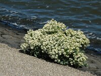 Crambe maritima 4, Zeekool, Saxifraga-Piet Munsterman